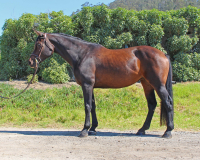 calida bf body